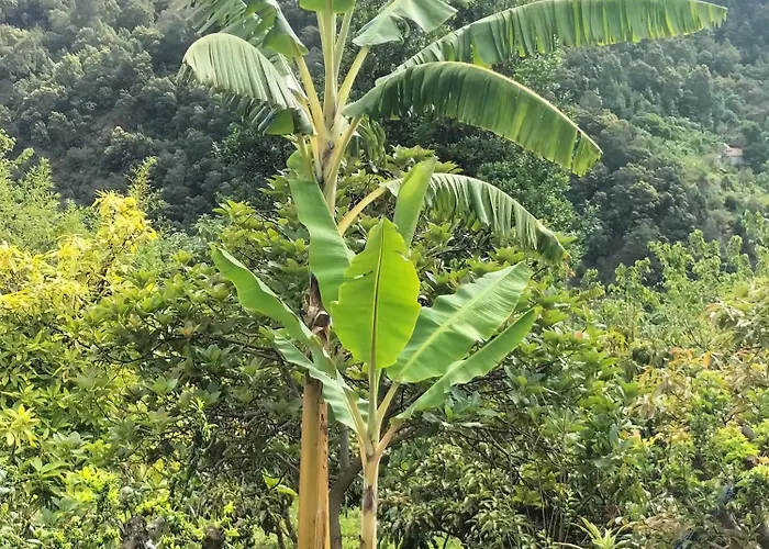 Sea Mountain House マシコ